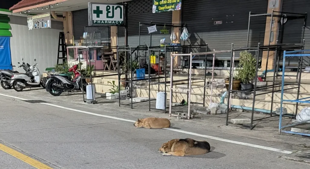 Local street dogs resting calmly in a quiet street in Pattaya, showing their typical behavior.