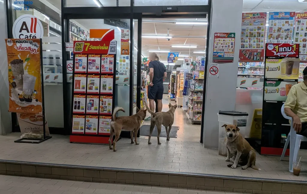 Three local street dogs resting calmly near a 7-Eleven entrance in Pattaya to enjoy the cool air conditioning.